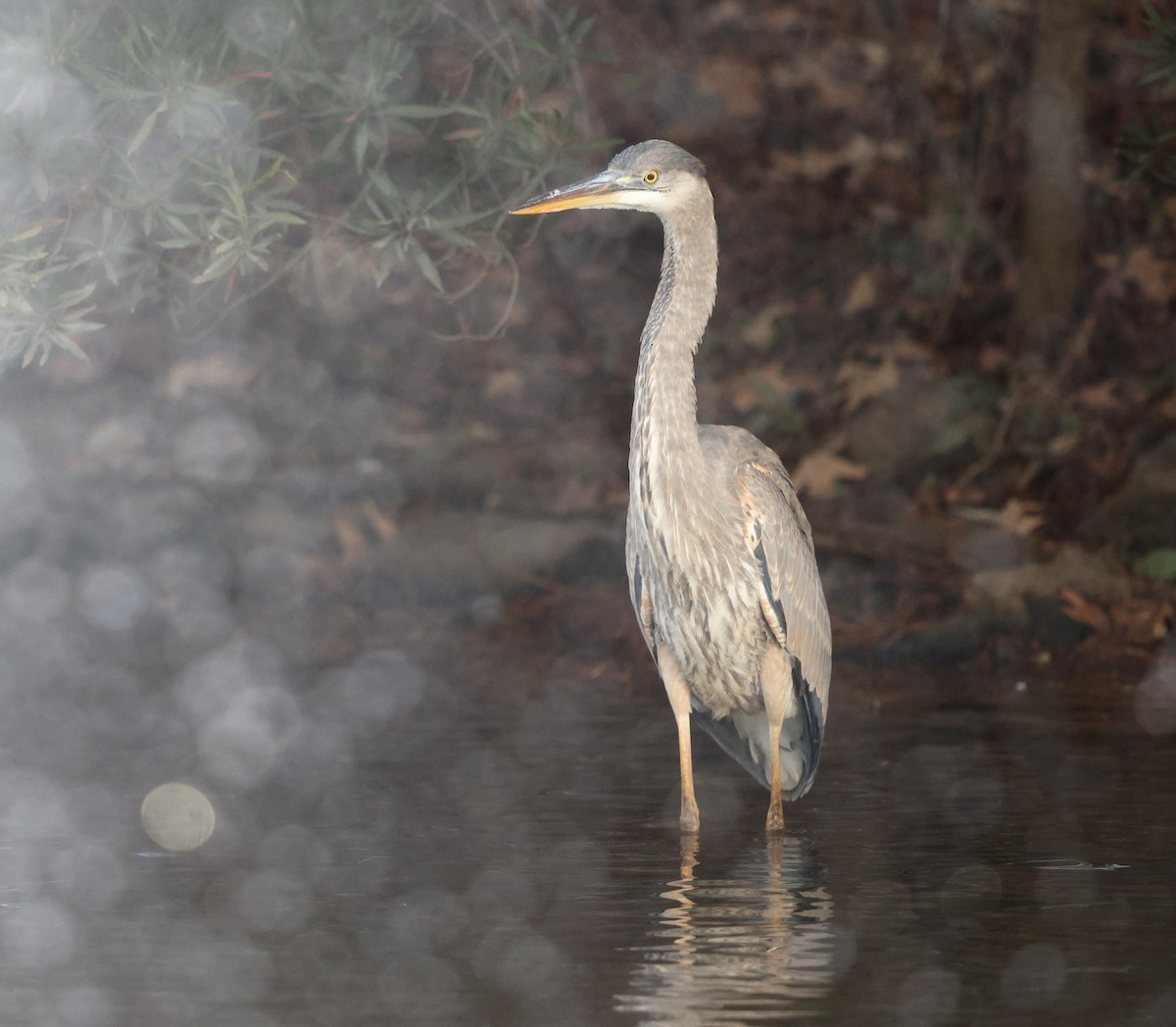 Great Blue Heron (Great Blue) - ML647154280