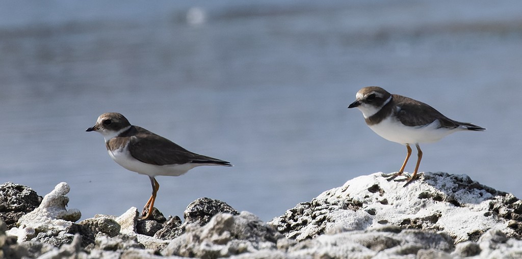 Semipalmated Plover - ML647154283
