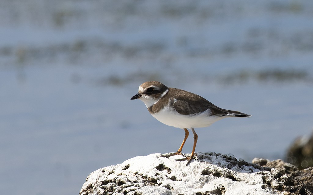 Semipalmated Plover - ML647154285