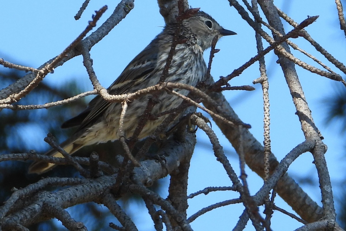 Yellow-rumped Warbler - ML647154289