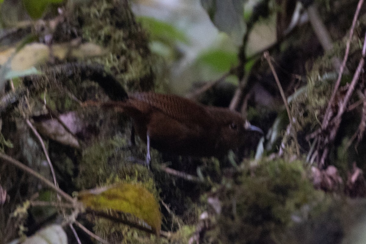 Sharpe's Wren - ML647154294