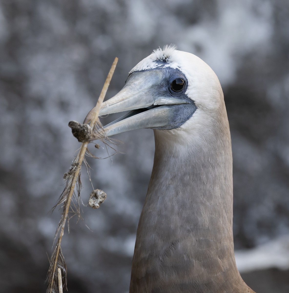 Cocos Booby - ML647154306