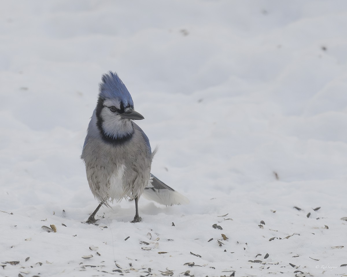 Сизойка блакитна - ML647154309