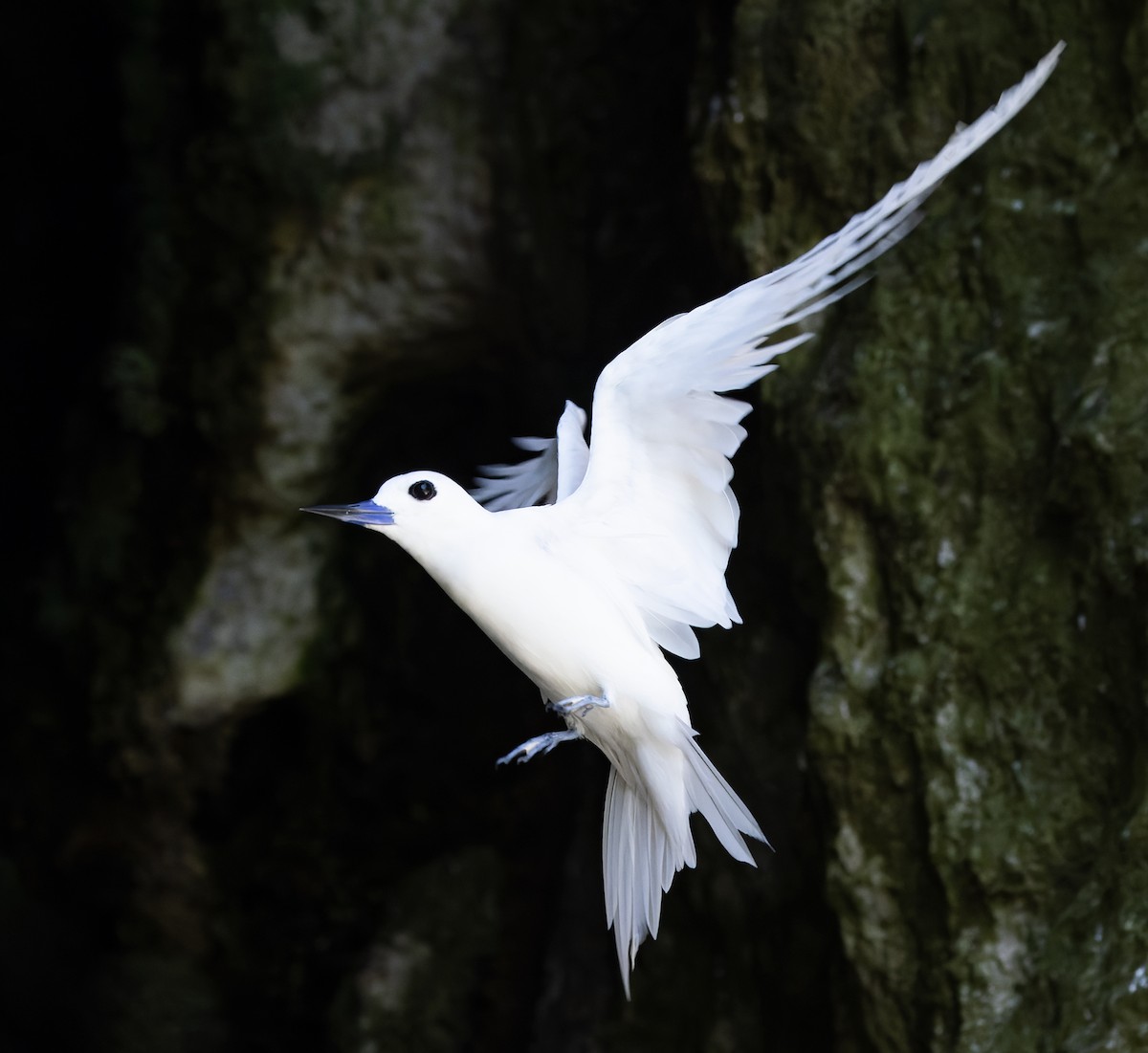 白燕鷗 - ML647154312