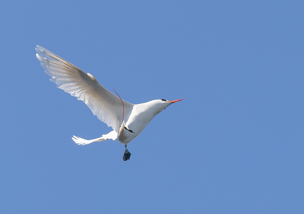 紅尾熱帶鳥 - ML647154316