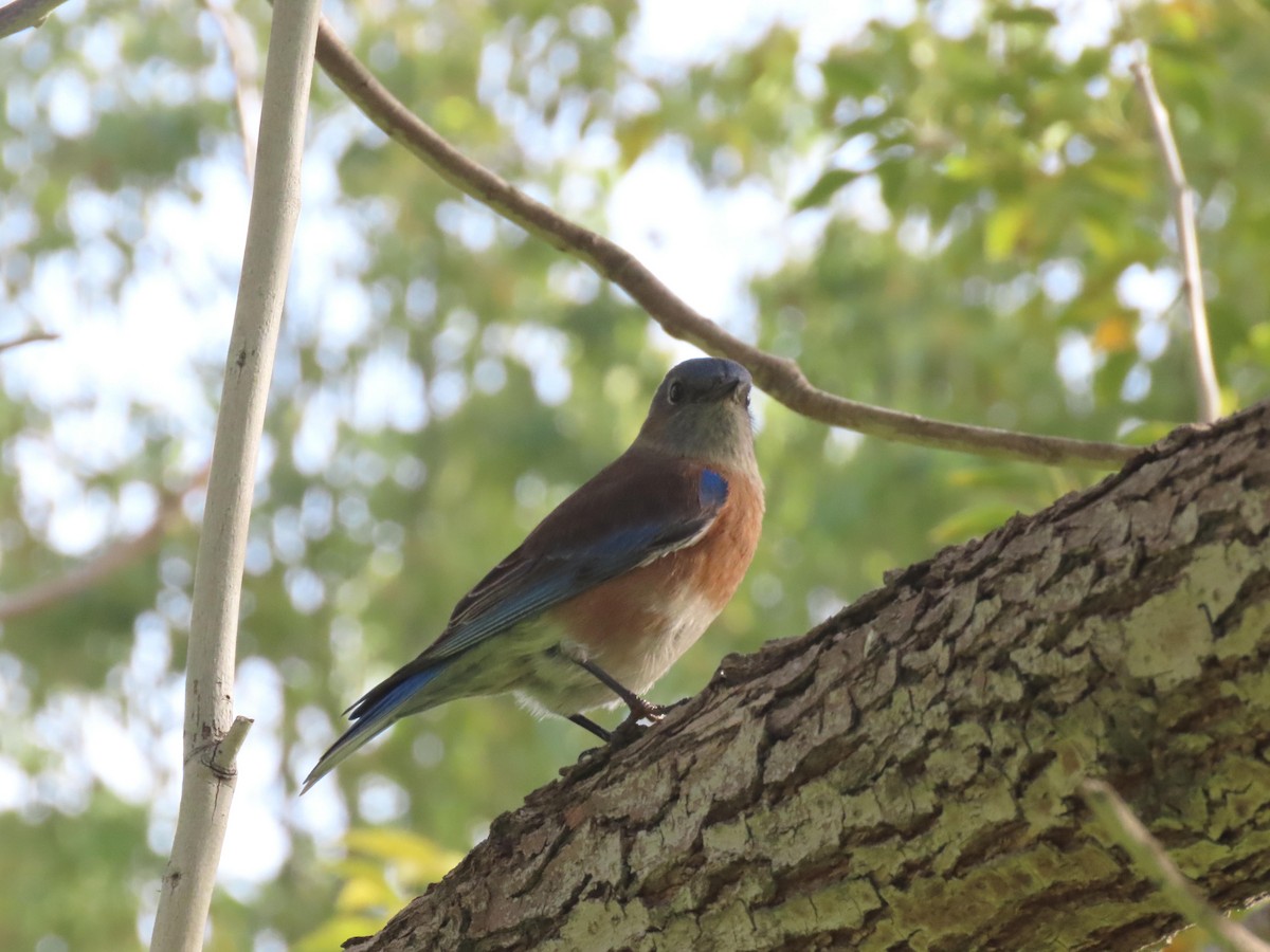 Western Bluebird - ML647154317