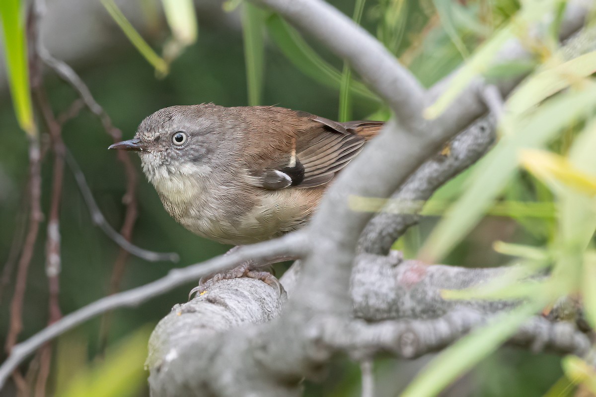 White-browed Scrubwren - ML647154318