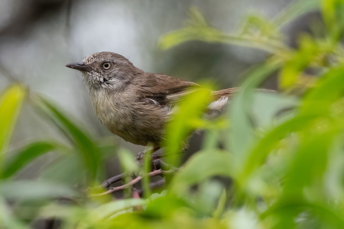 White-browed Scrubwren - ML647154319