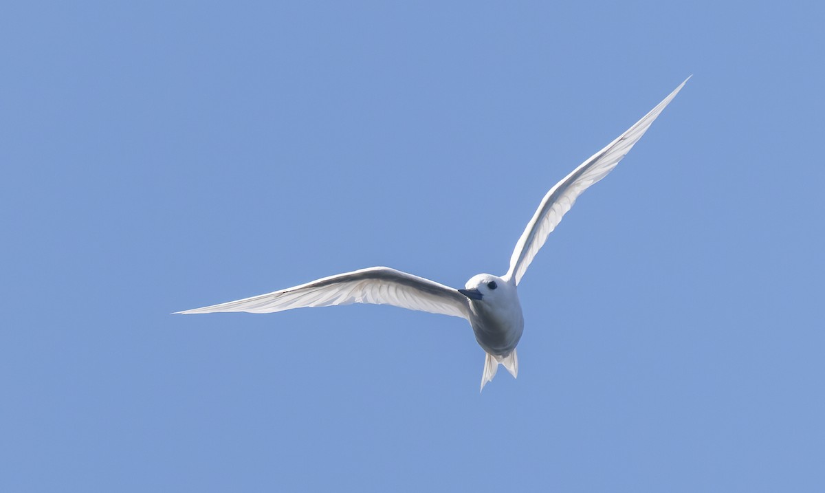 白燕鷗 - ML647154320