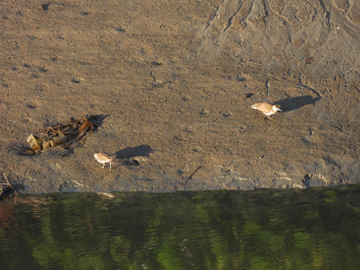 Common Sandpiper - ML647154322