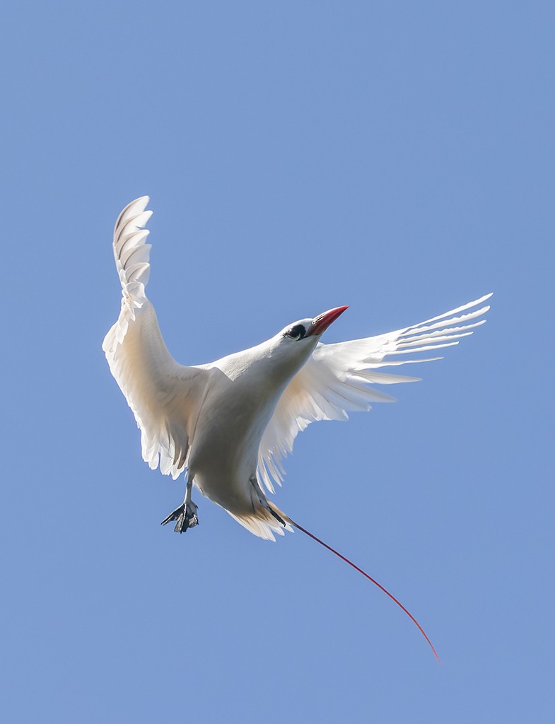 紅尾熱帶鳥 - ML647154323