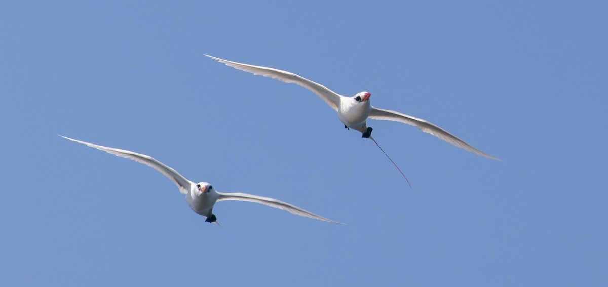 紅尾熱帶鳥 - ML647154324