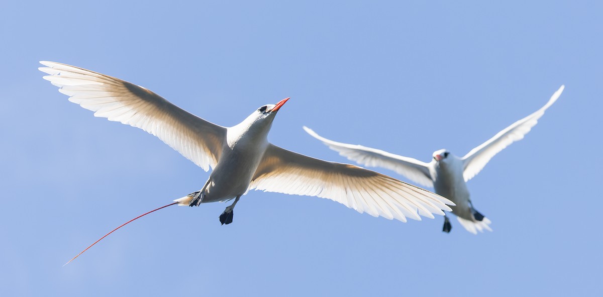 紅尾熱帶鳥 - ML647154325