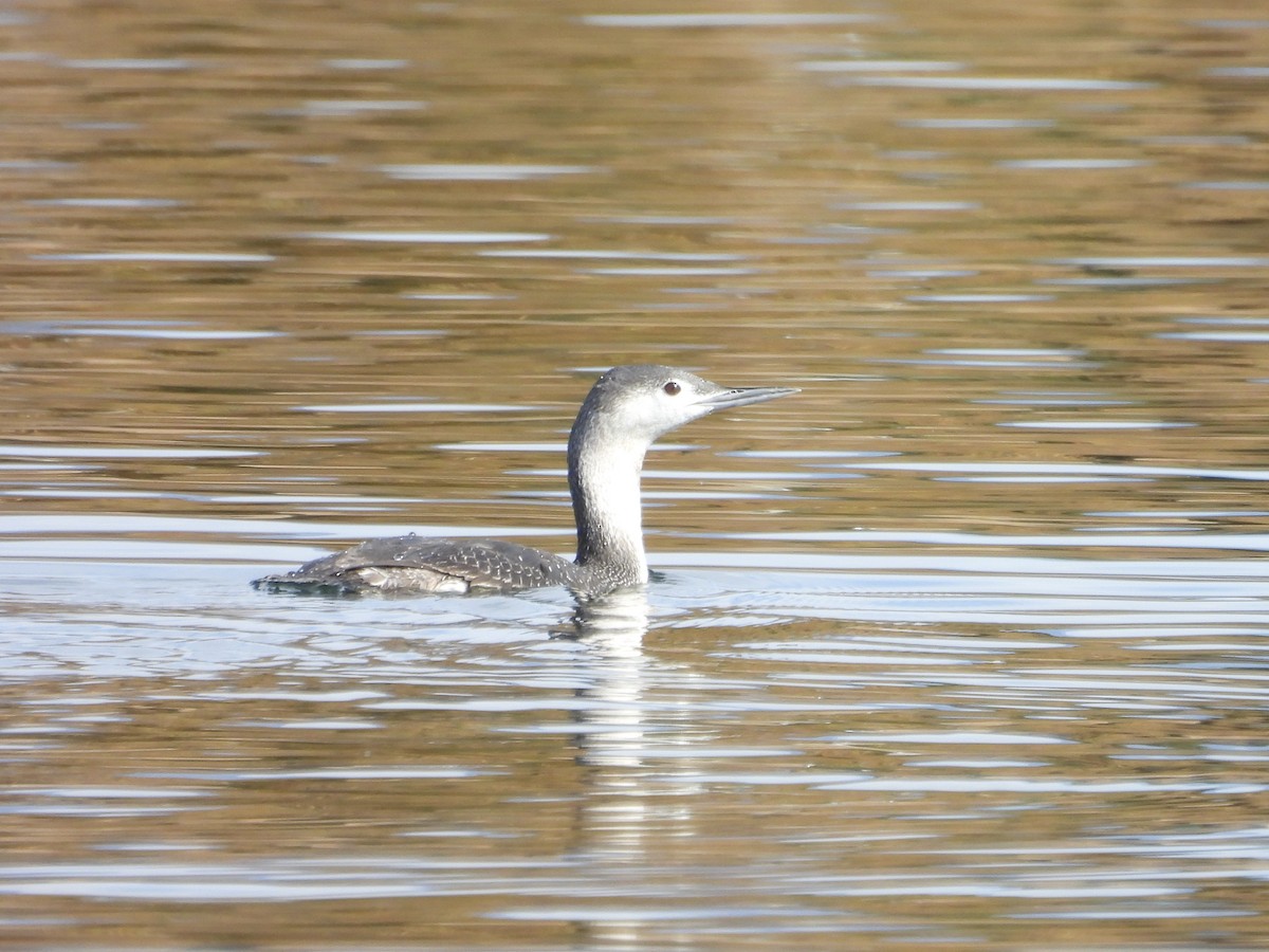 Red-throated Loon - ML647154326