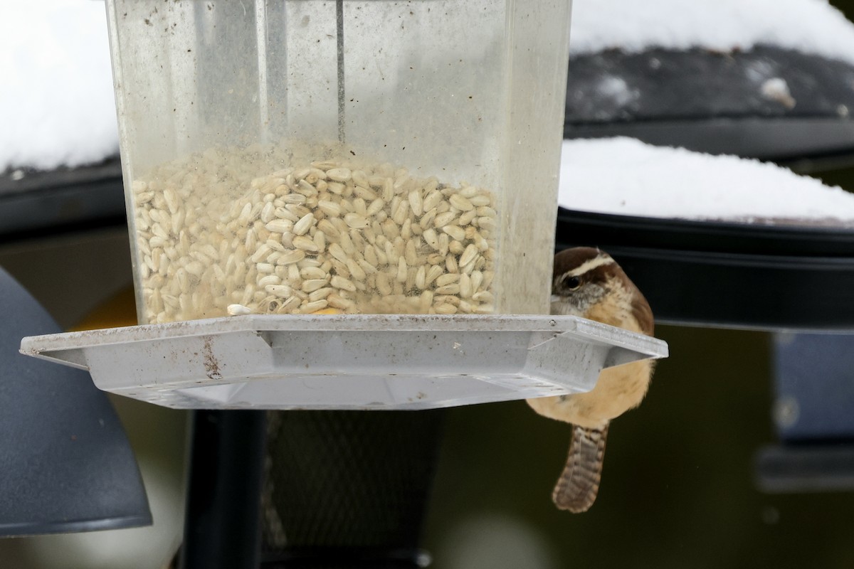 Carolina Wren - ML647154332