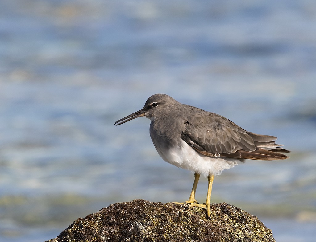 美洲黃足鷸 - ML647154335