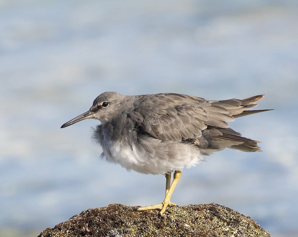 美洲黃足鷸 - ML647154336