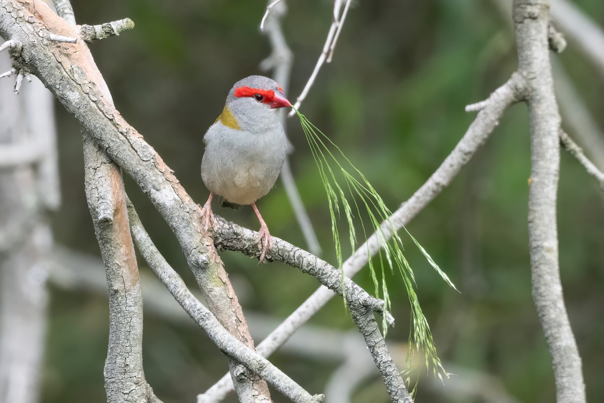 Red-browed Firetail - ML647154338