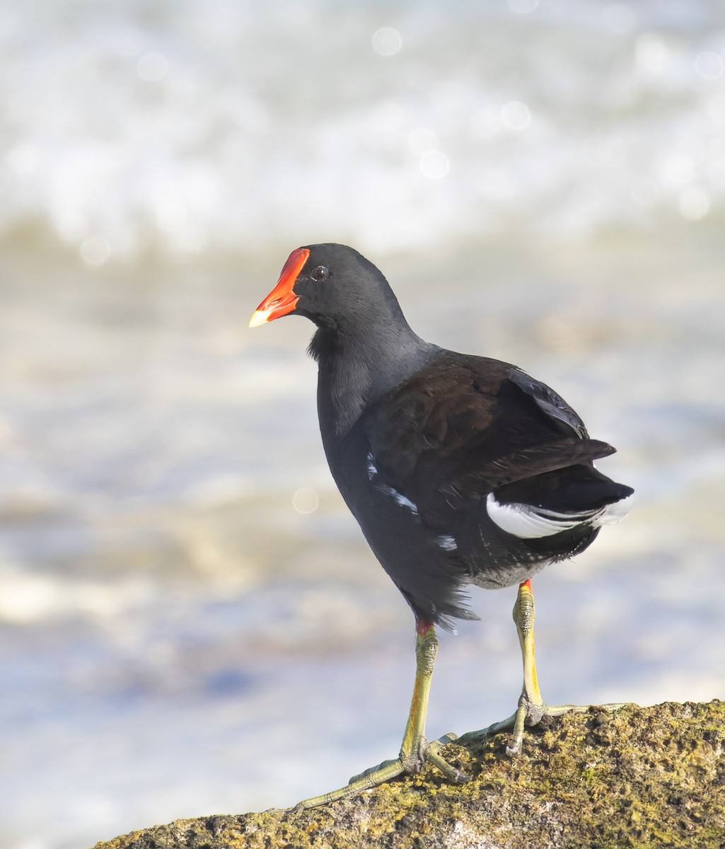 Курочка латиноамериканська - ML647154339