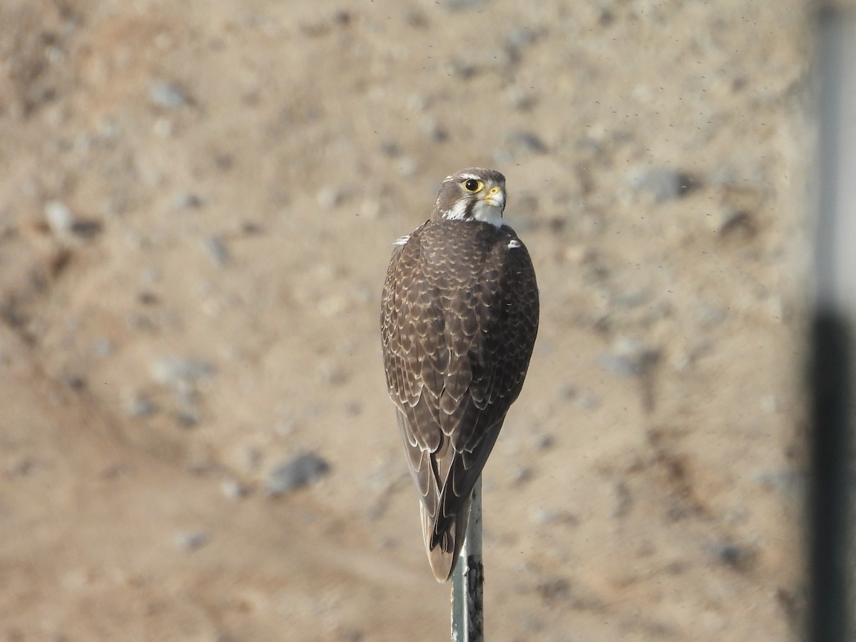 Prairie Falcon - ML647154340