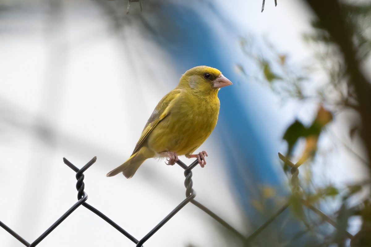 European Greenfinch - ML647154342