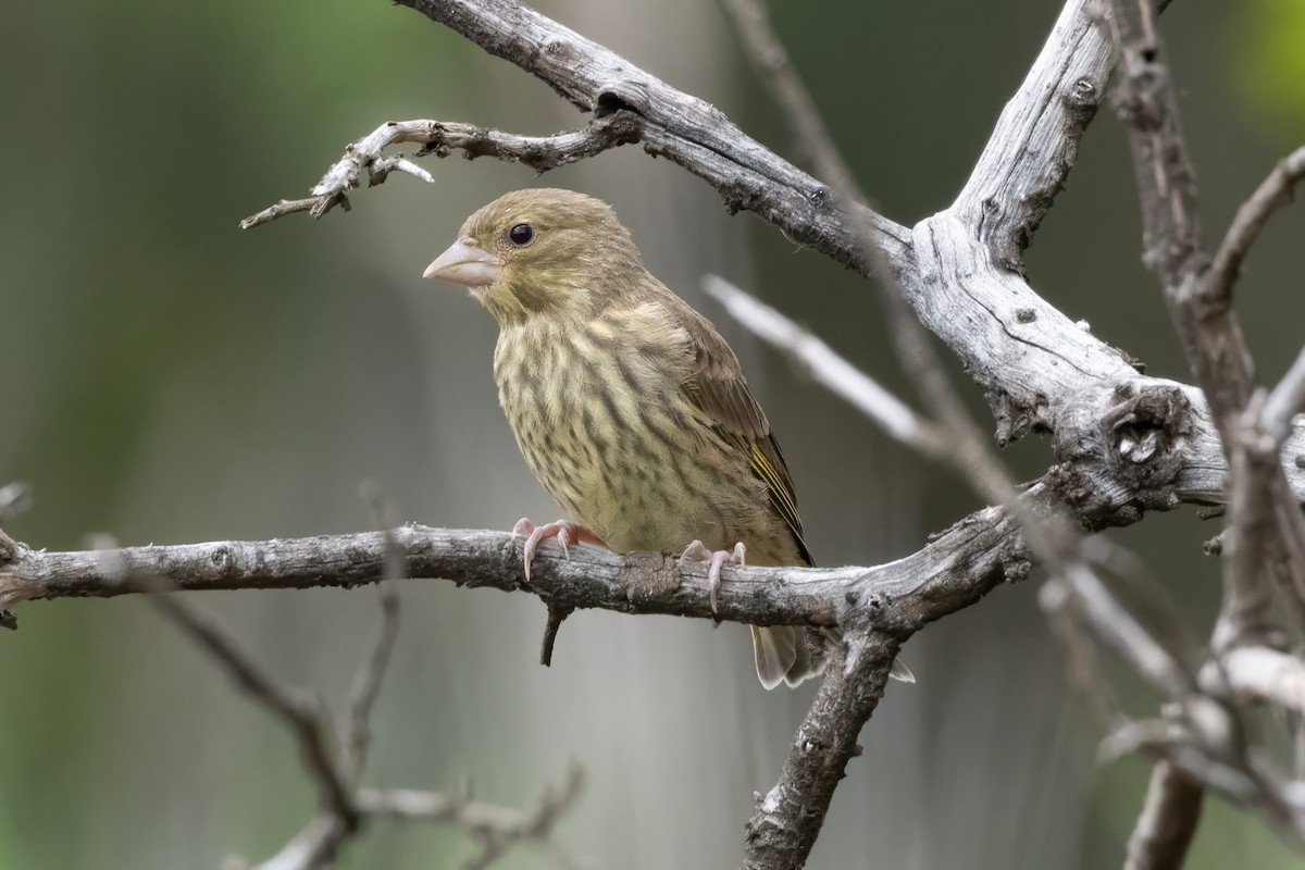 European Greenfinch - ML647154343