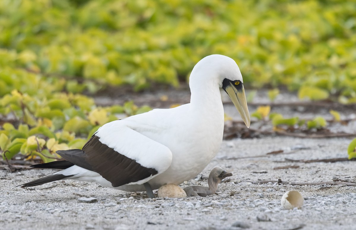 藍臉鰹鳥 - ML647154344