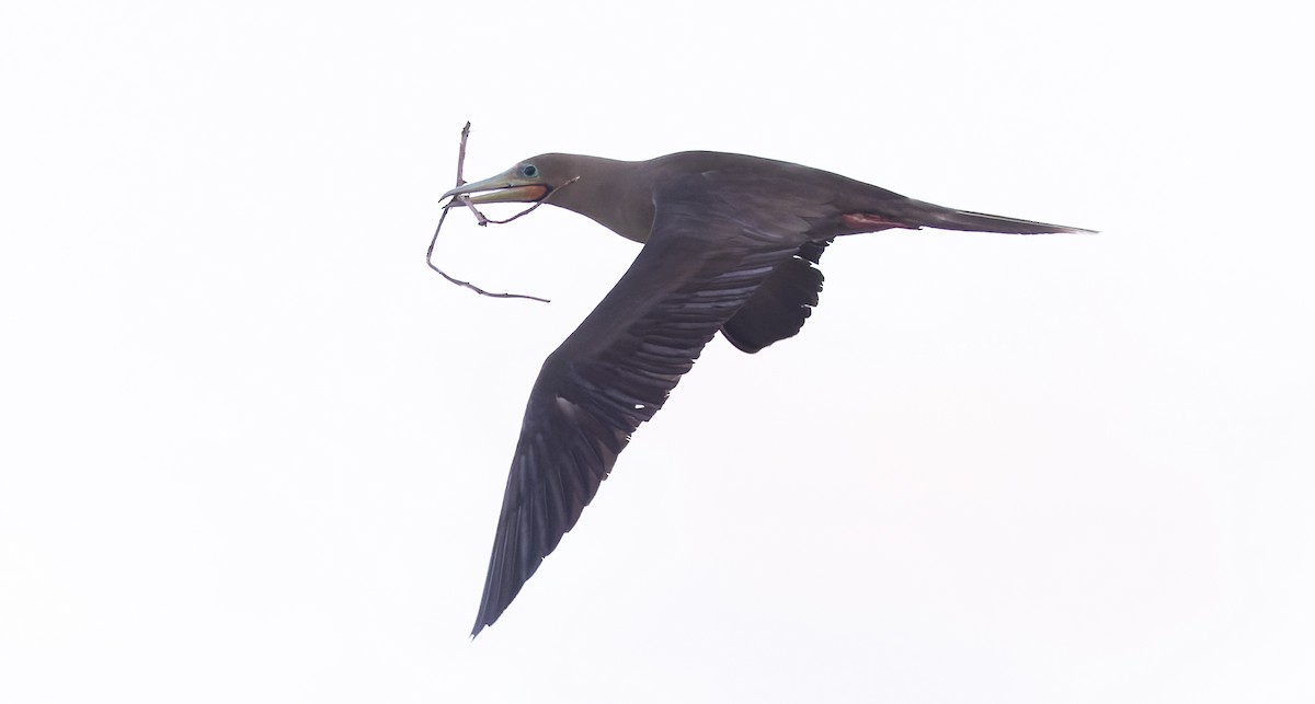 Сула червононога - ML647154348