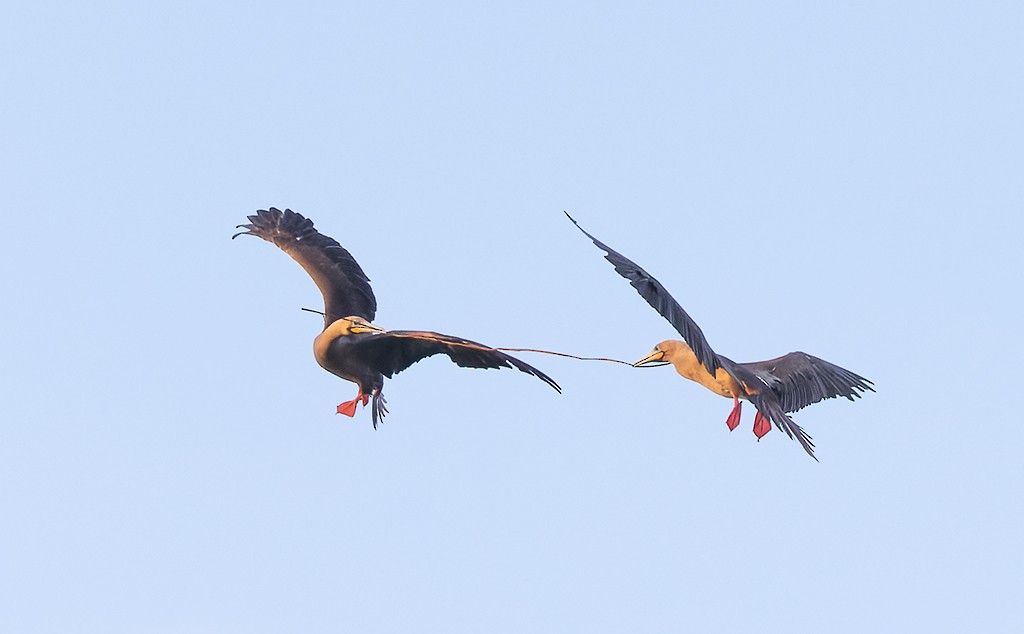 Сула червононога - ML647154349