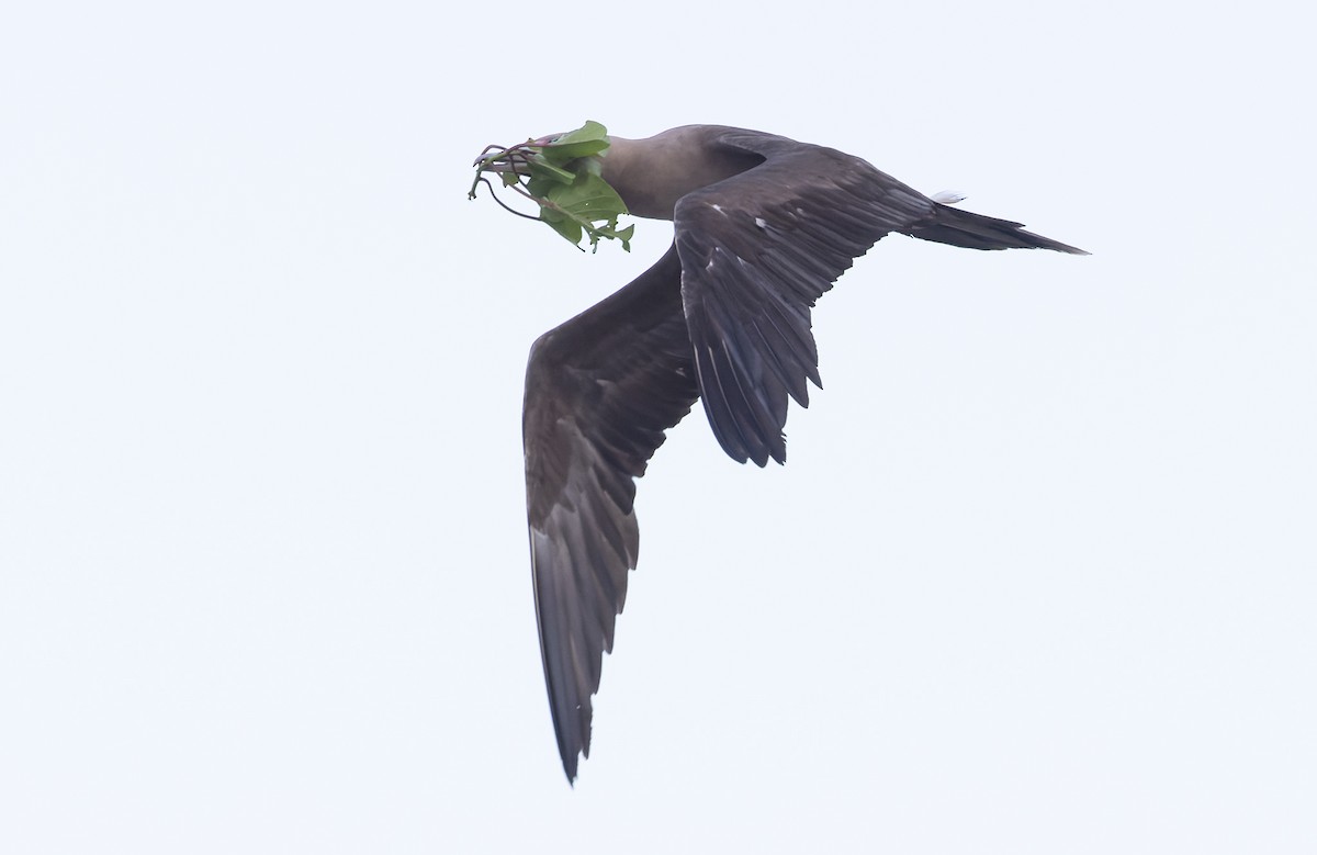 Сула червононога - ML647154351