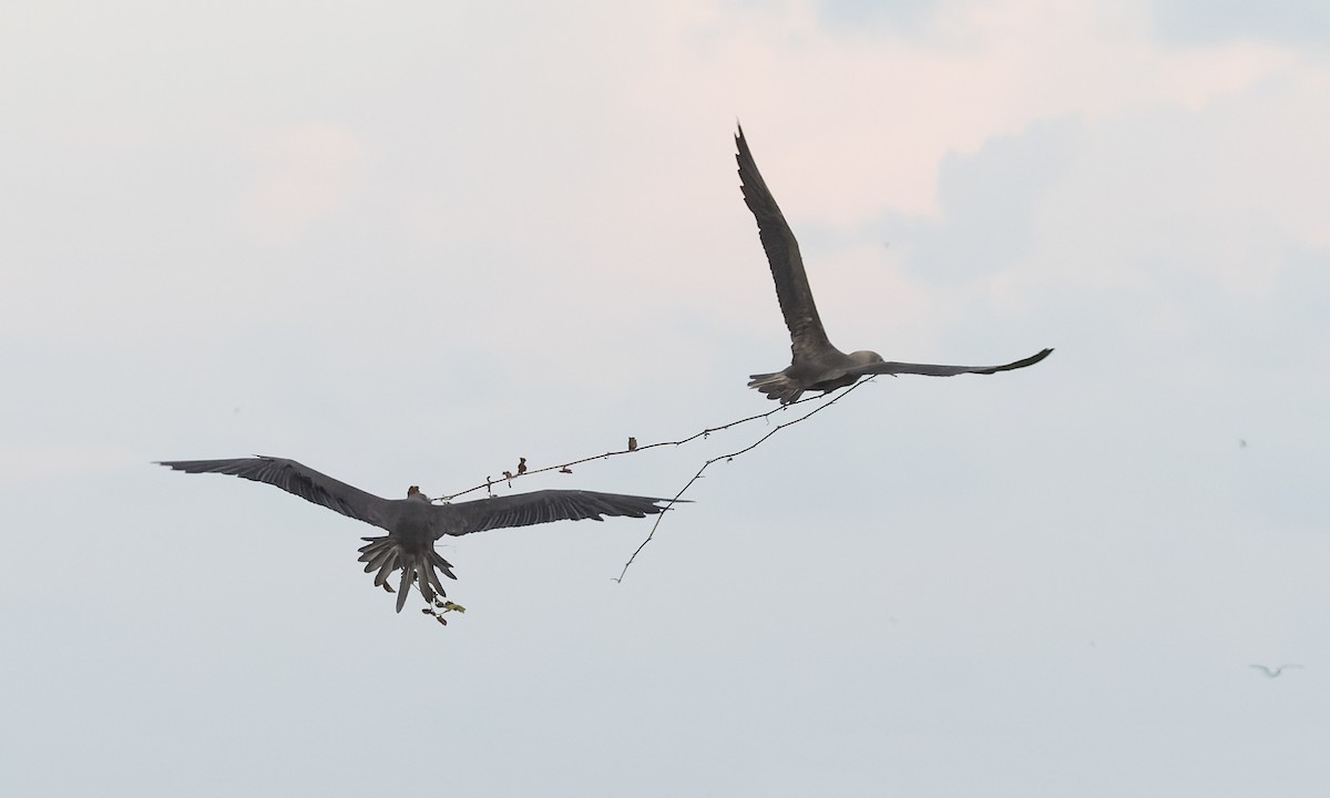 Сула червононога - ML647154352