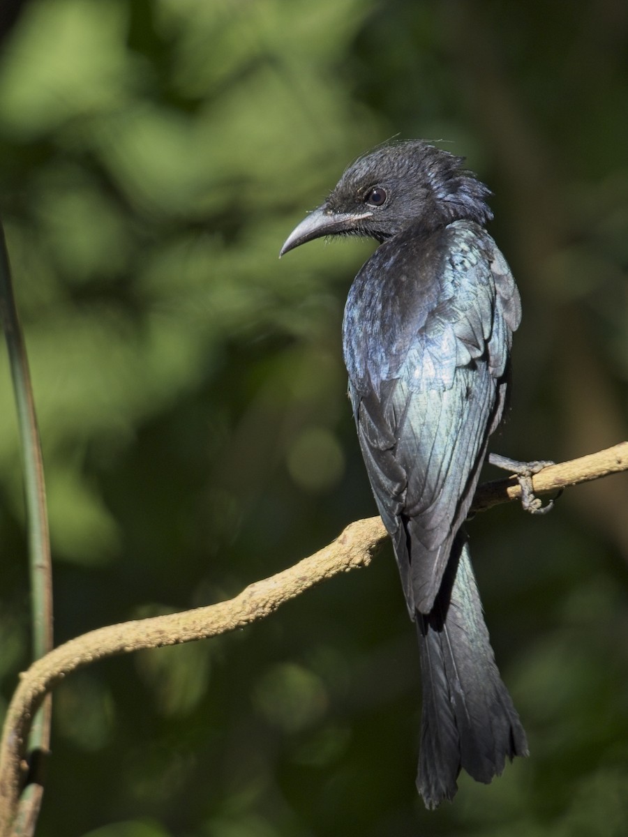Hair-crested Drongo - ML647154370