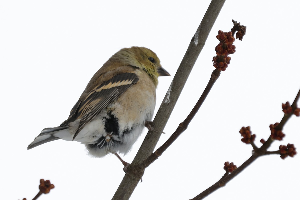 American Goldfinch - ML647154375