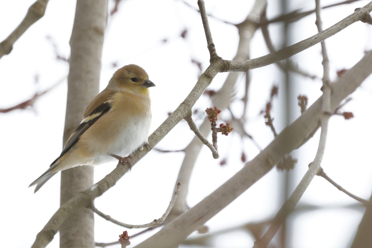 American Goldfinch - ML647154376