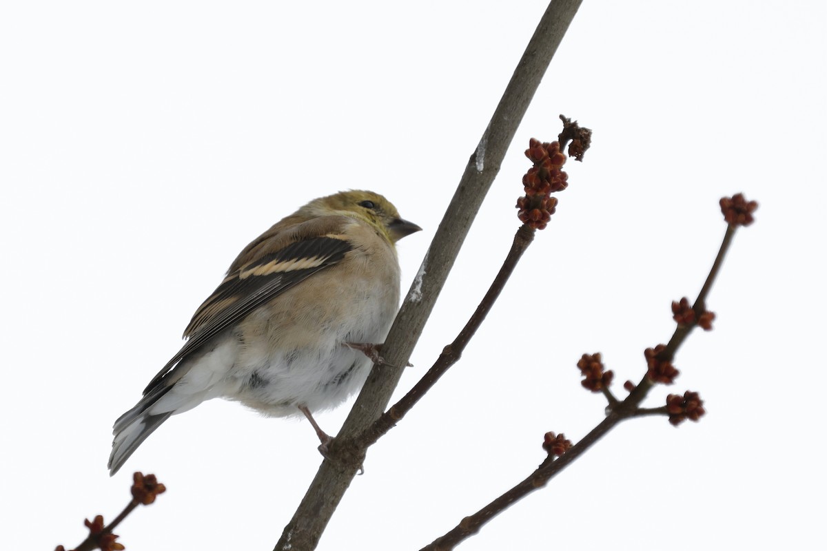 American Goldfinch - ML647154377