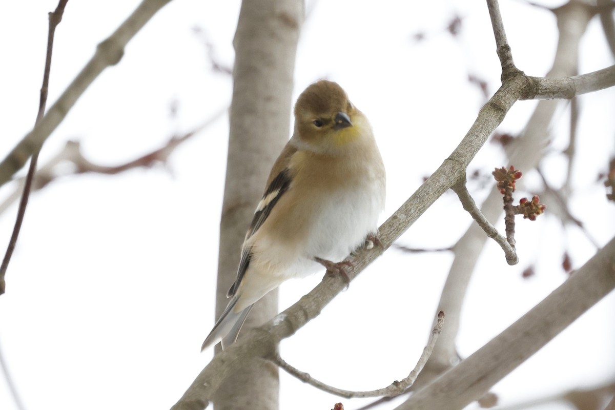 American Goldfinch - ML647154378
