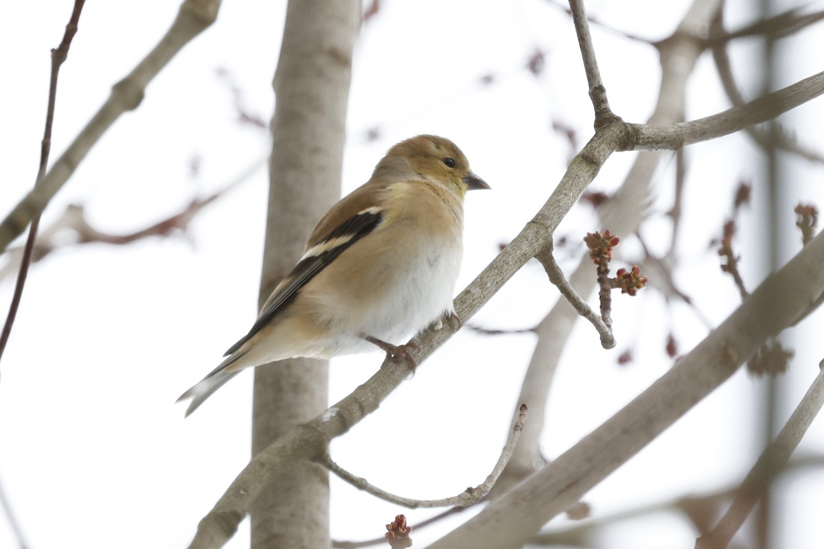 American Goldfinch - ML647154379