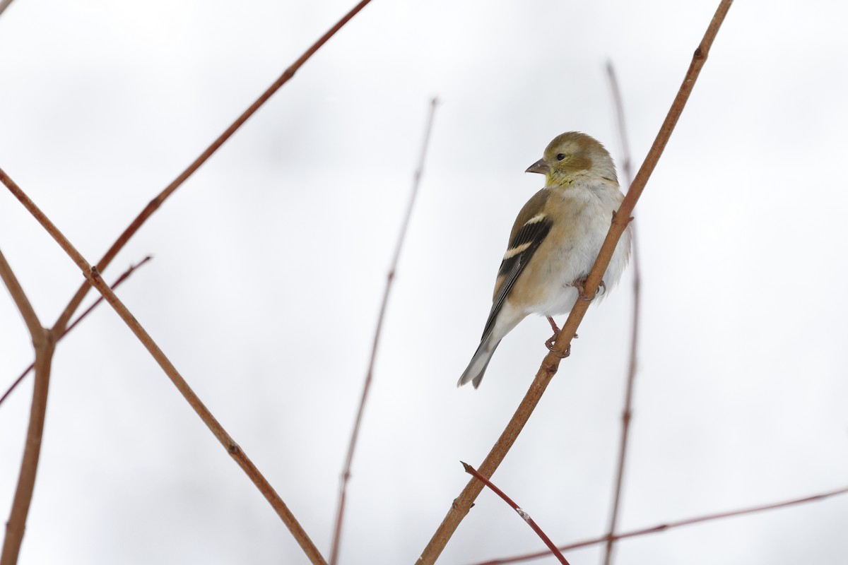 American Goldfinch - ML647154380