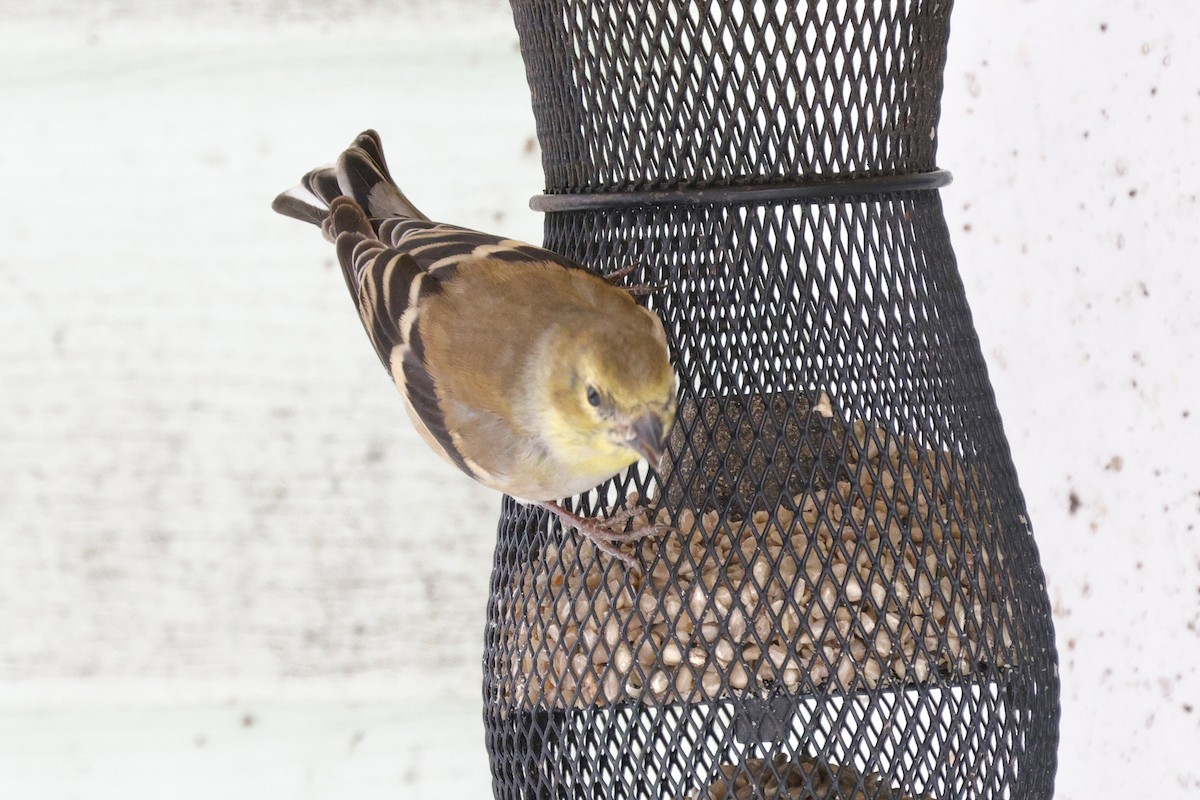 American Goldfinch - ML647154381