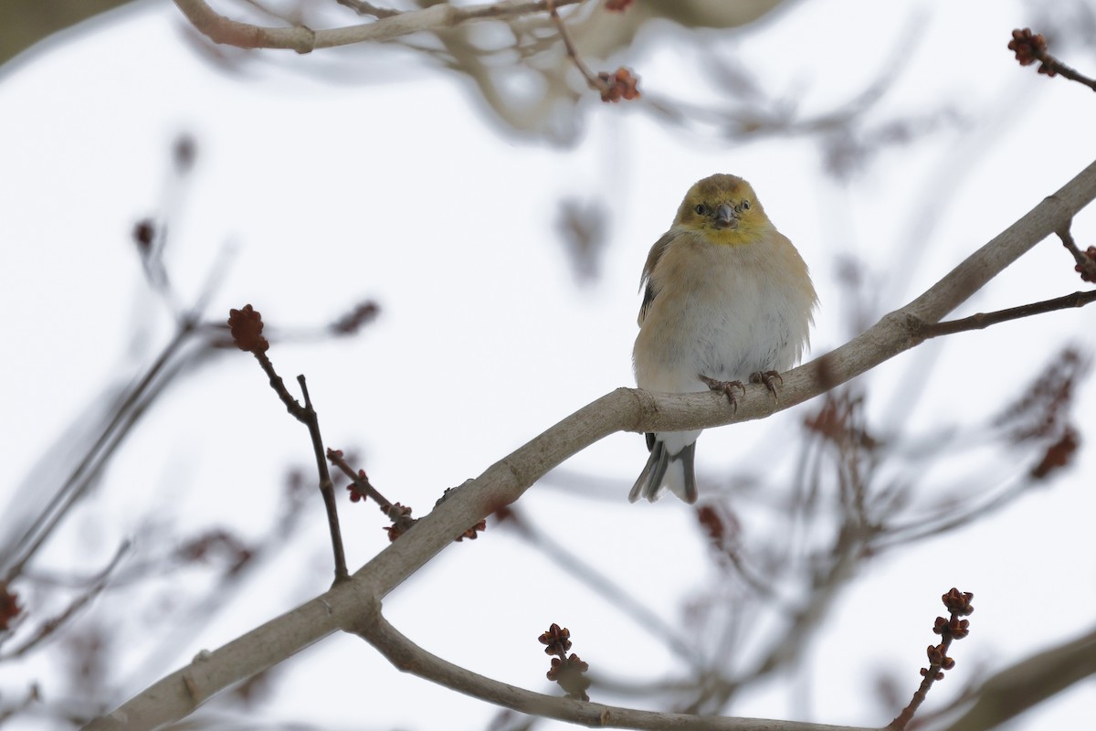American Goldfinch - ML647154382