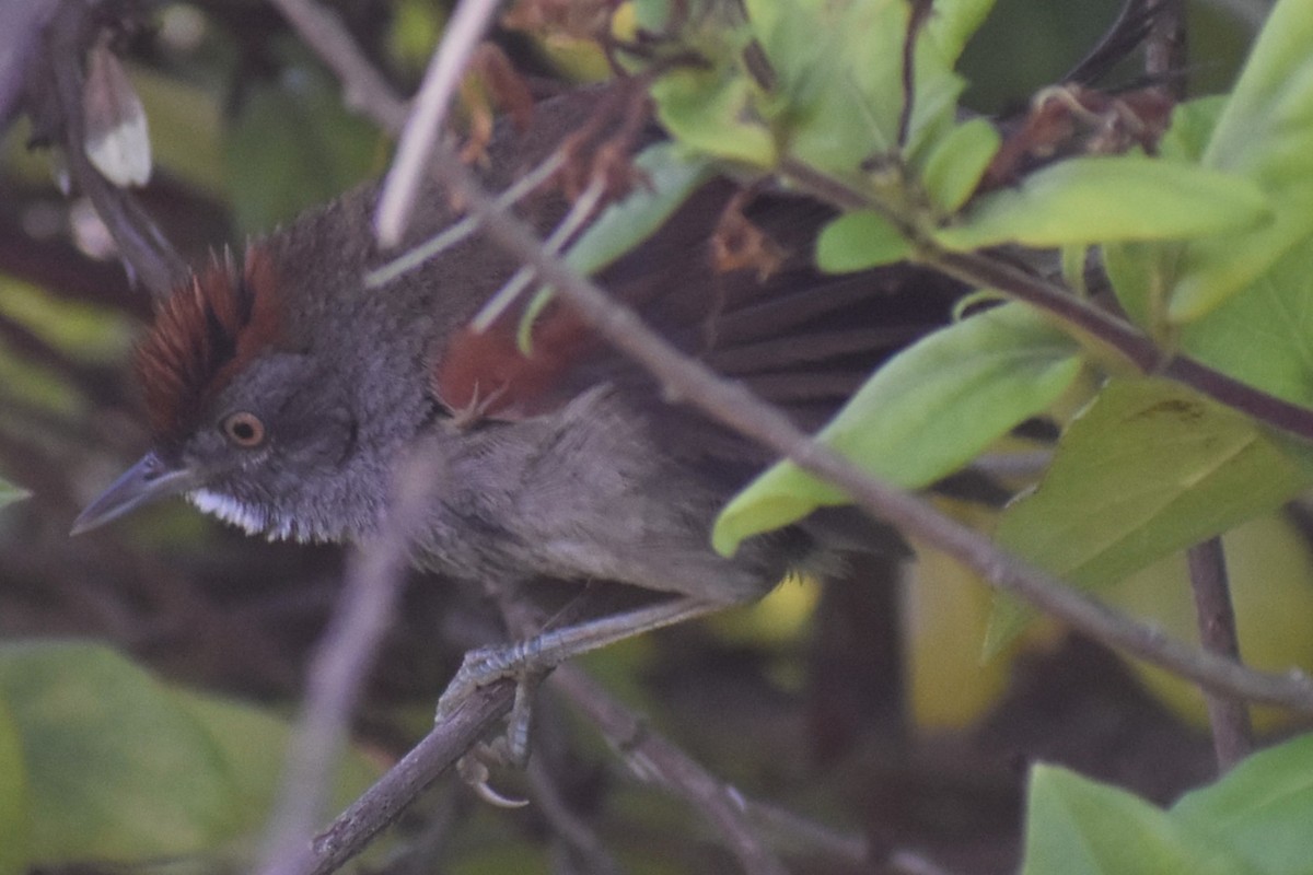 Spix's Spinetail - ML647154383