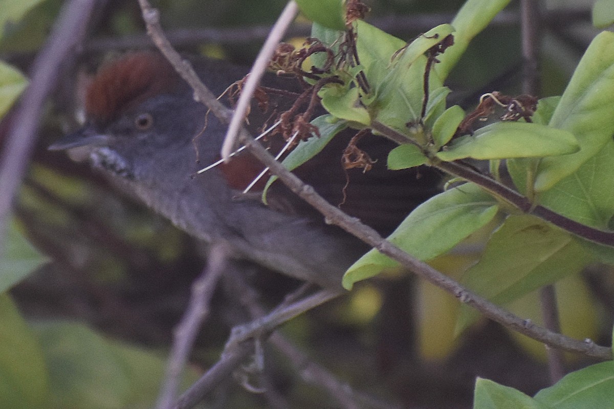Spix's Spinetail - ML647154384