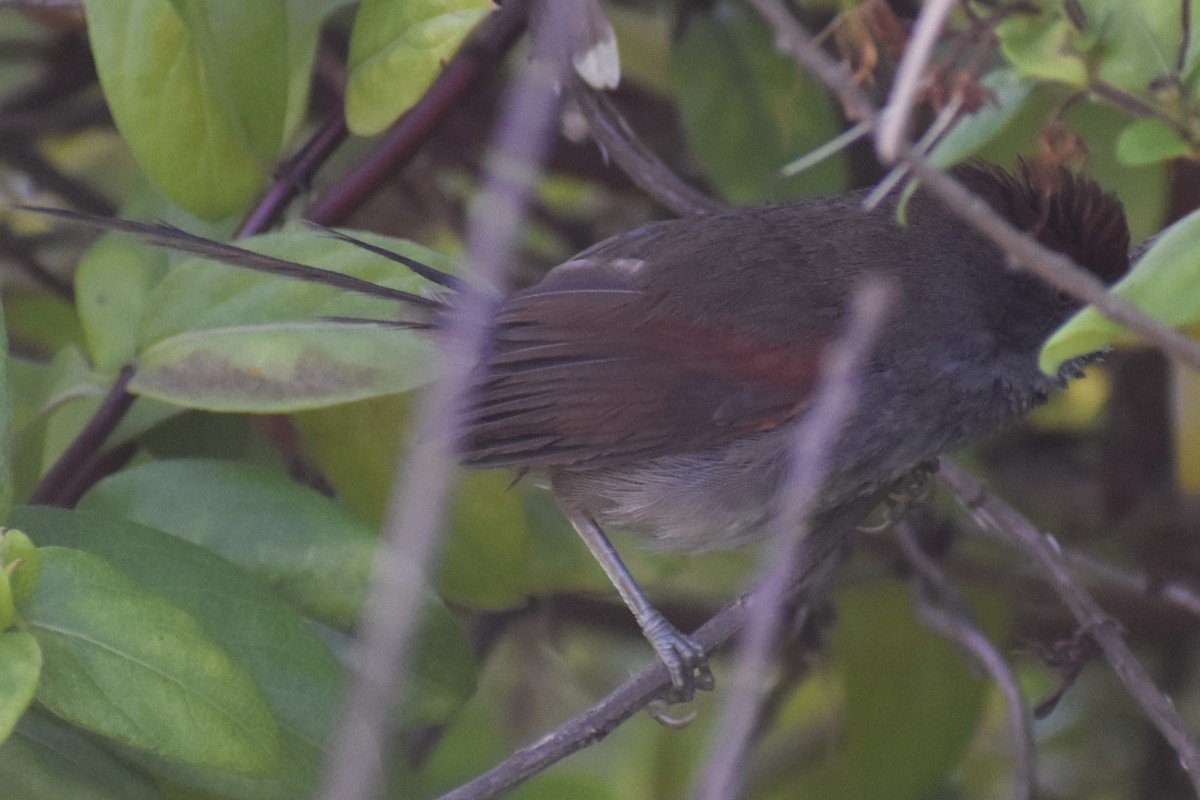 Spix's Spinetail - ML647154385