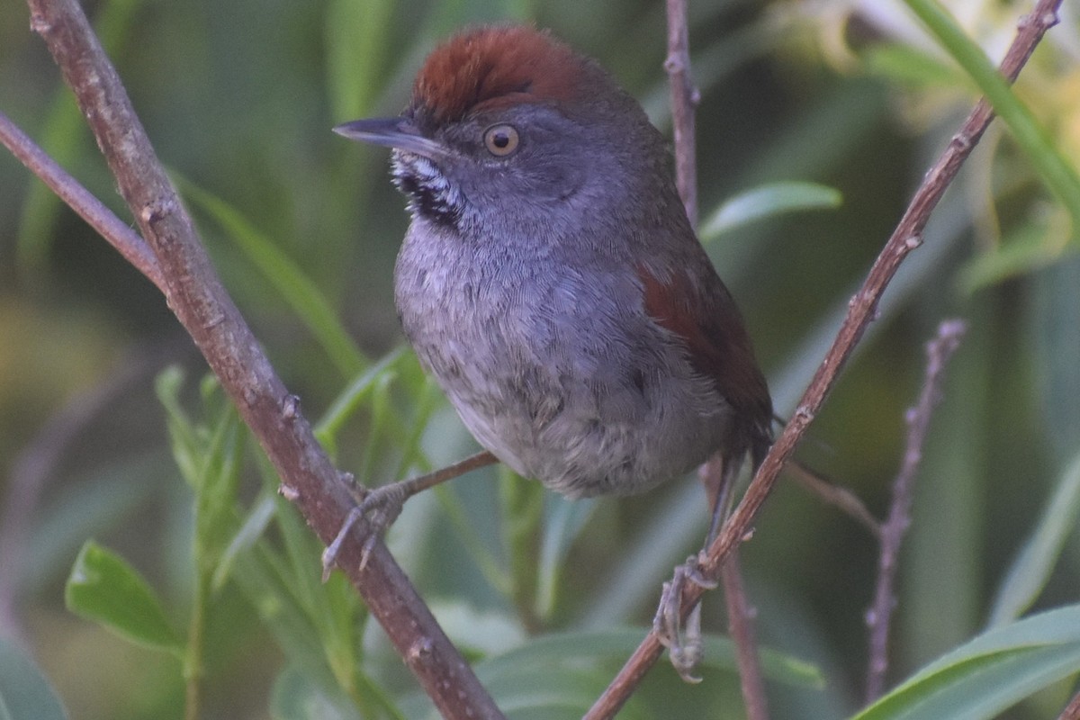 Spix's Spinetail - ML647154386