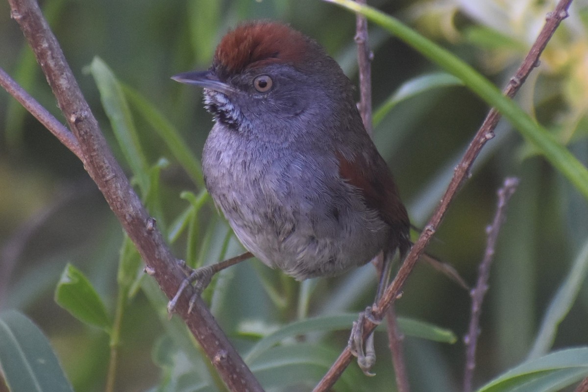 Spix's Spinetail - ML647154387