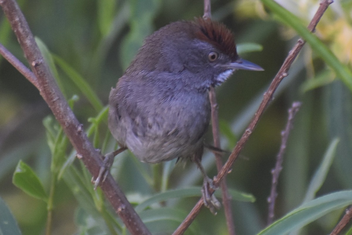 Spix's Spinetail - ML647154388