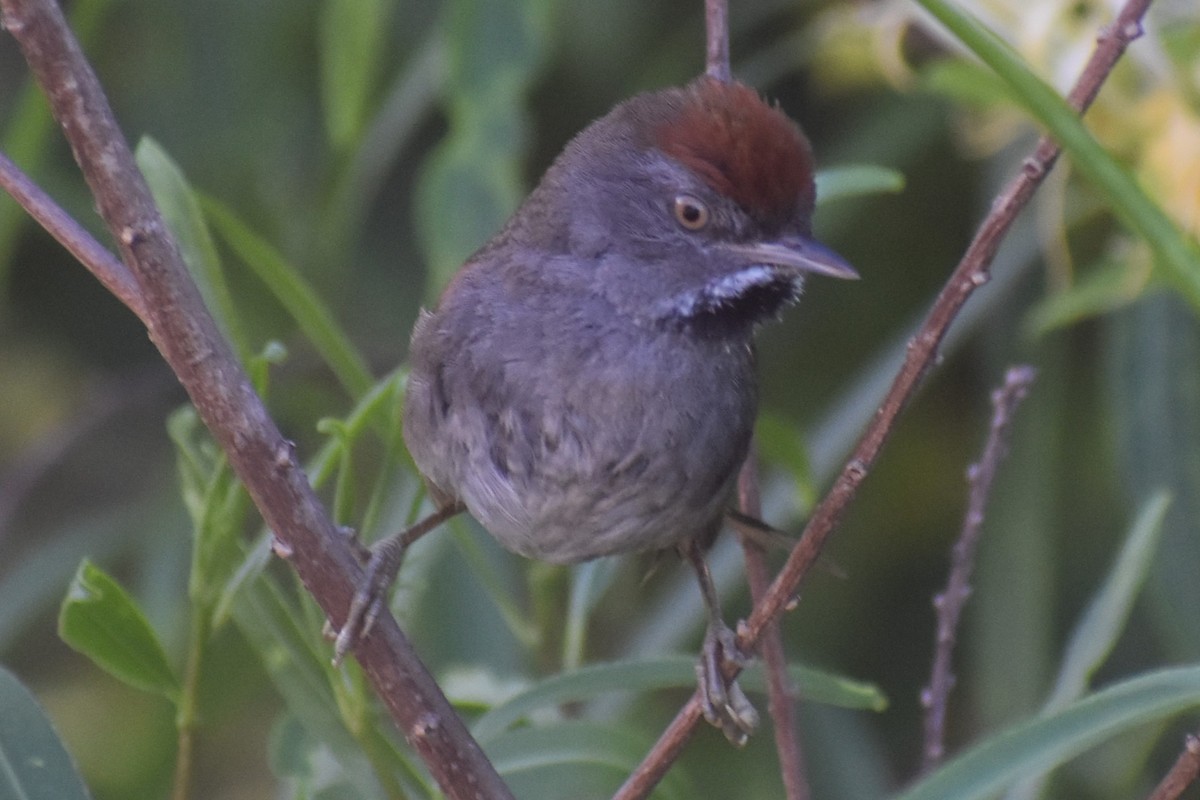 Spix's Spinetail - ML647154389