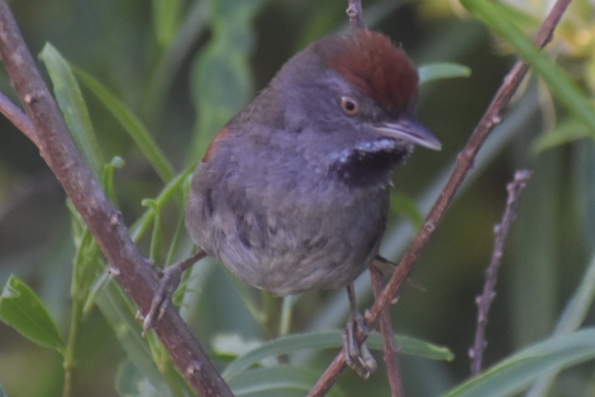 Spix's Spinetail - ML647154390