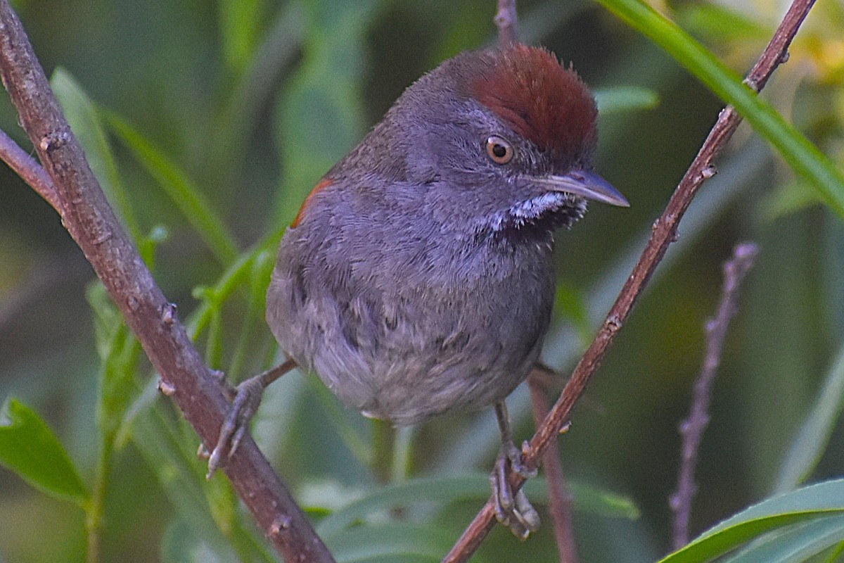 Spix's Spinetail - ML647154391