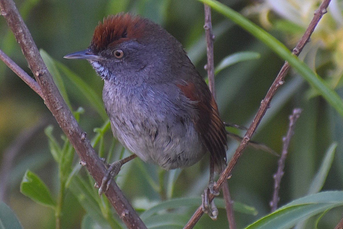 Spix's Spinetail - ML647154392